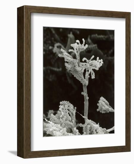 Penicillin Fungus Growing on Cheddar Cheese-Science Photo Library-Framed Photographic Print