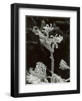 Penicillin Fungus Growing on Cheddar Cheese-Science Photo Library-Framed Photographic Print