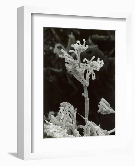 Penicillin Fungus Growing on Cheddar Cheese-Science Photo Library-Framed Photographic Print