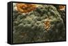 Penicillium Digitatum (Green Mould of Citrus Fruits)-Paul Starosta-Framed Stretched Canvas