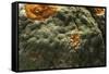 Penicillium Digitatum (Green Mould of Citrus Fruits)-Paul Starosta-Framed Stretched Canvas