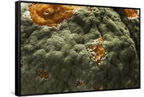 Penicillium Digitatum (Green Mould of Citrus Fruits)-Paul Starosta-Framed Stretched Canvas