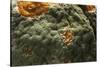 Penicillium Digitatum (Green Mould of Citrus Fruits)-Paul Starosta-Stretched Canvas