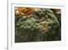 Penicillium Digitatum (Green Mould of Citrus Fruits)-Paul Starosta-Framed Photographic Print