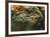 Penicillium Digitatum (Green Mould of Citrus Fruits)-Paul Starosta-Framed Photographic Print