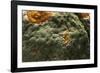 Penicillium Digitatum (Green Mould of Citrus Fruits)-Paul Starosta-Framed Photographic Print