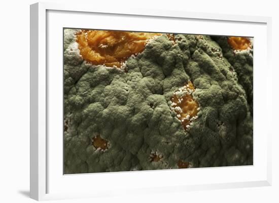 Penicillium Digitatum (Green Mould of Citrus Fruits)-Paul Starosta-Framed Photographic Print