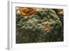 Penicillium Digitatum (Green Mould of Citrus Fruits)-Paul Starosta-Framed Photographic Print