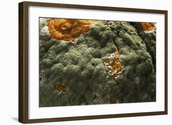 Penicillium Digitatum (Green Mould of Citrus Fruits)-Paul Starosta-Framed Photographic Print