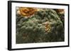 Penicillium Digitatum (Green Mould of Citrus Fruits)-Paul Starosta-Framed Photographic Print