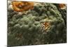 Penicillium Digitatum (Green Mould of Citrus Fruits)-Paul Starosta-Mounted Photographic Print
