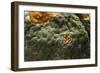 Penicillium Digitatum (Green Mould of Citrus Fruits)-Paul Starosta-Framed Photographic Print