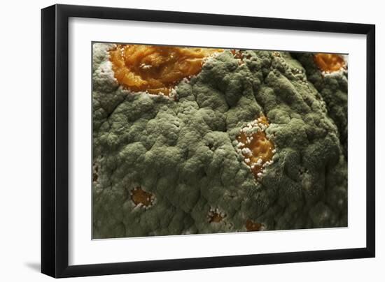 Penicillium Digitatum (Green Mould of Citrus Fruits)-Paul Starosta-Framed Photographic Print