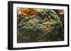 Penicillium Digitatum (Green Mould of Citrus Fruits)-Paul Starosta-Framed Photographic Print