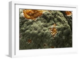 Penicillium Digitatum (Green Mould of Citrus Fruits)-Paul Starosta-Framed Photographic Print