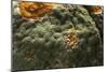 Penicillium Digitatum (Green Mould of Citrus Fruits)-Paul Starosta-Mounted Photographic Print