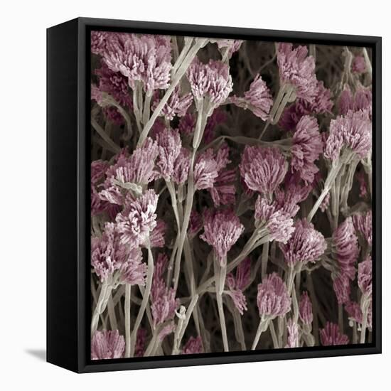 Penicillium Fungus, SEM-Steve Gschmeissner-Framed Stretched Canvas