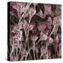 Penicillium Fungus, SEM-Steve Gschmeissner-Stretched Canvas