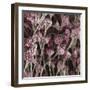 Penicillium Fungus, SEM-Steve Gschmeissner-Framed Premium Photographic Print