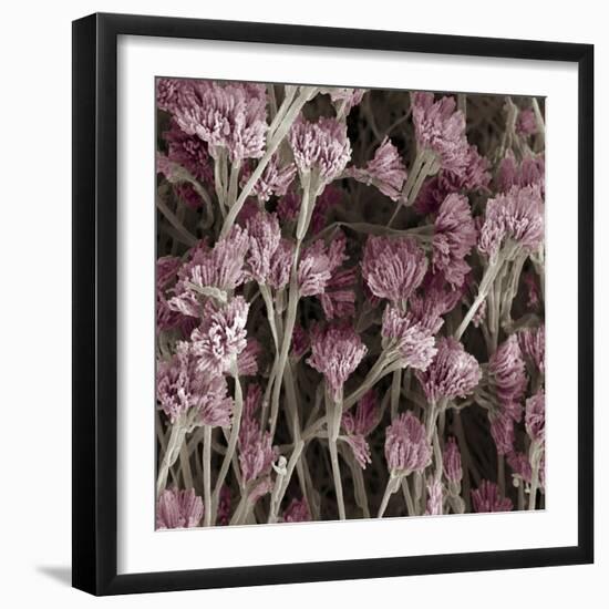 Penicillium Fungus, SEM-Steve Gschmeissner-Framed Premium Photographic Print