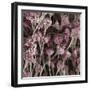 Penicillium Fungus, SEM-Steve Gschmeissner-Framed Premium Photographic Print