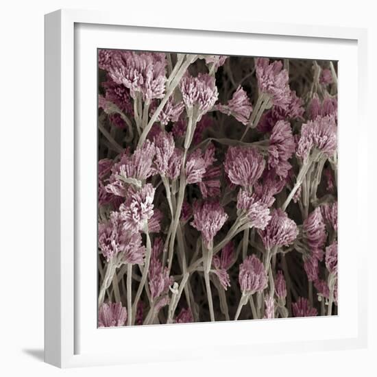 Penicillium Fungus, SEM-Steve Gschmeissner-Framed Premium Photographic Print