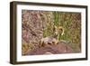 Peninsular Bighorn Sheep, Anza-Borrego Desert State Park, Usa-Russ Bishop-Framed Photographic Print