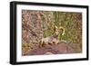 Peninsular Bighorn Sheep, Anza-Borrego Desert State Park, Usa-Russ Bishop-Framed Photographic Print