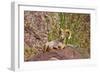 Peninsular Bighorn Sheep, Anza-Borrego Desert State Park, Usa-Russ Bishop-Framed Photographic Print