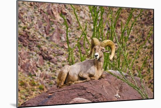 Peninsular Bighorn Sheep, Anza-Borrego Desert State Park, Usa-Russ Bishop-Mounted Photographic Print