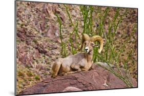 Peninsular Bighorn Sheep, Anza-Borrego Desert State Park, Usa-Russ Bishop-Mounted Photographic Print