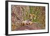 Peninsular Bighorn Sheep, Anza-Borrego Desert State Park, Usa-Russ Bishop-Framed Photographic Print