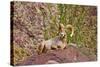 Peninsular Bighorn Sheep, Anza-Borrego Desert State Park, Usa-Russ Bishop-Stretched Canvas