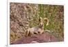 Peninsular Bighorn Sheep, Anza-Borrego Desert State Park, Usa-Russ Bishop-Framed Photographic Print