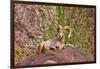 Peninsular Bighorn Sheep, Anza-Borrego Desert State Park, Usa-Russ Bishop-Framed Photographic Print