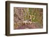 Peninsular Bighorn Sheep, Anza-Borrego Desert State Park, Usa-Russ Bishop-Framed Photographic Print