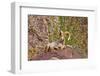 Peninsular Bighorn Sheep, Anza-Borrego Desert State Park, Usa-Russ Bishop-Framed Photographic Print