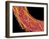 Penis Blood Vessels, SEM-Susumu Nishinaga-Framed Photographic Print