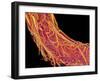 Penis Blood Vessels, SEM-Susumu Nishinaga-Framed Photographic Print