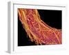 Penis Blood Vessels, SEM-Susumu Nishinaga-Framed Photographic Print