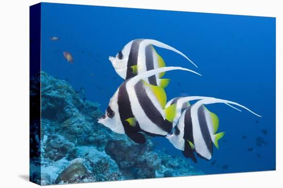 Pennant Bannerfish (Heniochus Diphreutes)-Reinhard Dirscherl-Stretched Canvas