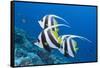 Pennant Bannerfish (Heniochus Diphreutes)-Reinhard Dirscherl-Framed Stretched Canvas