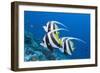 Pennant Bannerfish (Heniochus Diphreutes)-Reinhard Dirscherl-Framed Photographic Print