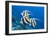 Pennant Bannerfish (Heniochus Diphreutes)-Reinhard Dirscherl-Framed Photographic Print