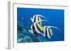 Pennant Bannerfish (Heniochus Diphreutes)-Reinhard Dirscherl-Framed Photographic Print