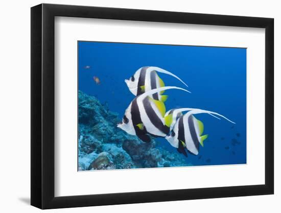 Pennant Bannerfish (Heniochus Diphreutes)-Reinhard Dirscherl-Framed Photographic Print