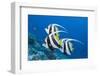 Pennant Bannerfish (Heniochus Diphreutes)-Reinhard Dirscherl-Framed Photographic Print