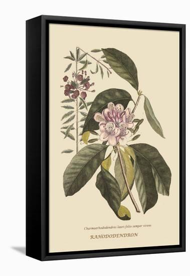 Pennsylvana Lilly - Rhododenron-Mark Catesby-Framed Stretched Canvas