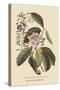 Pennsylvana Lilly - Rhododenron-Mark Catesby-Stretched Canvas