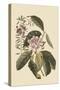 Pennsylvana Lilly - Rhododenron-Mark Catesby-Stretched Canvas